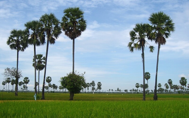 Battambang platteland