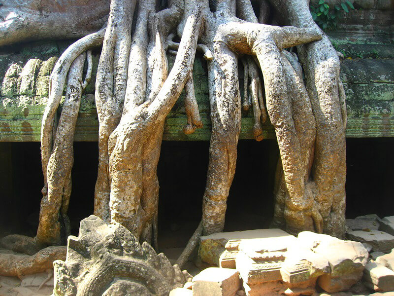 Ta Phrom tempel