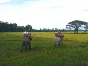 Reistips backpacken Bolaven plateau olifant rijden