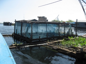 Krokodillen kwekerij op het Tonle Sap meer