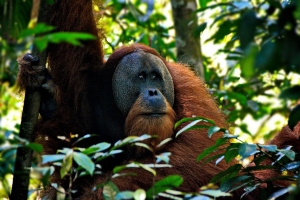 Orang-Oetang op Sumatra