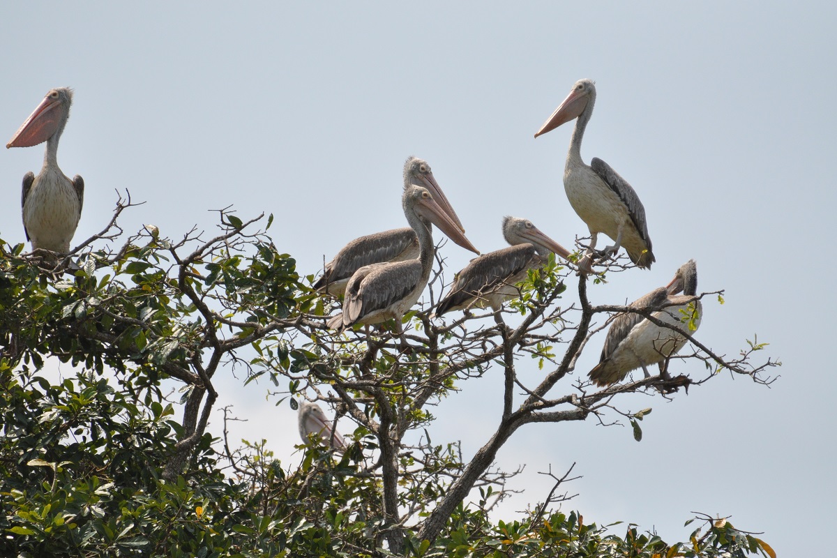 Siem Reap - Prek Toal bird sanctuary vogelreservaat